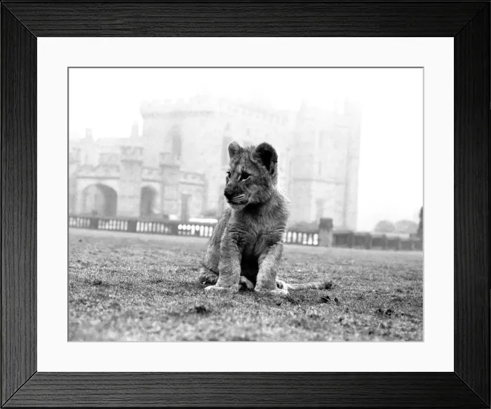 Framed Print : Viscount Lambton and Lady Isabella with the lion cubs which are bound for the Lambton Framed Print : Viscount Lambton and Lady Isabella with the lion cubs which are bound for the Lambton