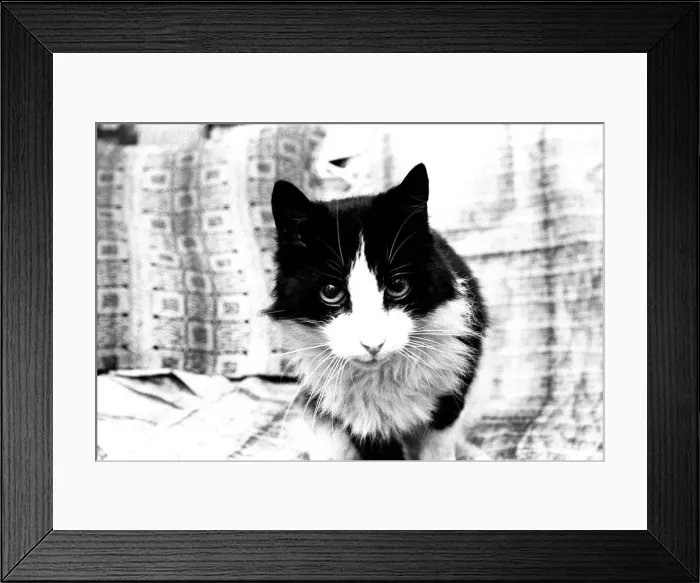 Framed Print : Smokey the cat, at 19 years has defayed nature and started growing three new teeth