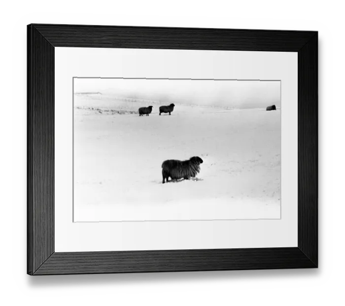 Framed Print : Winter Weather - Snow Scenes 15 February 1986 - Rural scene in Northumberland Framed Print : Winter Weather - Snow Scenes 15 February 1986 - Rural scene in Northumberland