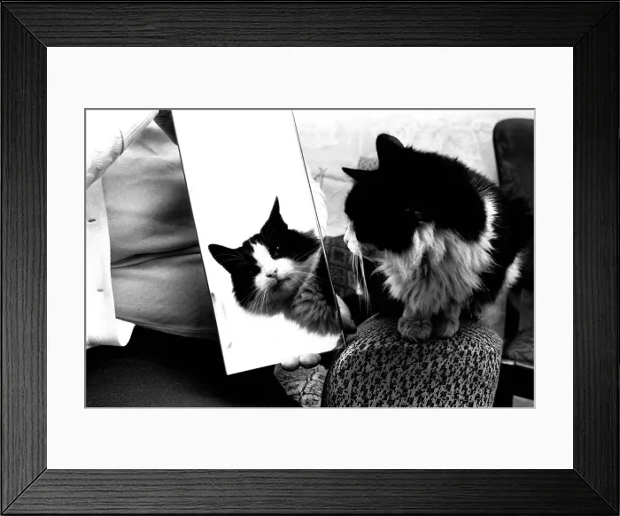 Framed Print : Smokey the cat, at 19 years has defayed nature and started growing three new teeth Framed Print : Smokey the cat, at 19 years has defayed nature and started growing three new teeth