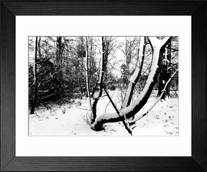 Framed Print : Winter Weather - Snow Scenes 11 March 1982 - Rural scene in Northumberland, woods Framed Print : Winter Weather - Snow Scenes 11 March 1982 - Rural scene in Northumberland, woods
