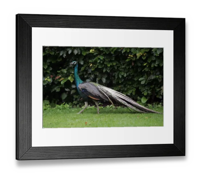 Framed Print : A peacock at Ellingham Hall Hotel in Northumberland