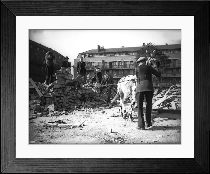 Framed Print : A Sangars Circus mule helping in demolition This circus mule was