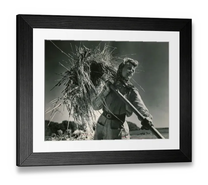 Framed Print : Woman working in the field, harvesting the crops wearing a headscarf Framed Print : Woman working in the field, harvesting the crops wearing a headscarf