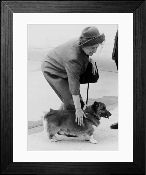 Framed Print : Queen Mother, May 1983 At Airport for her stay at Balmoral With her Corgi