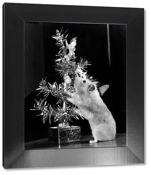 Animal Hamster October 1979 Minty the Hampster Christmas tree