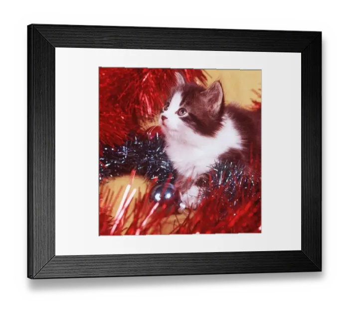 : Pets Cats Kittens 1973 Local Caption : Pets Cats Kittens 1973 Local Caption