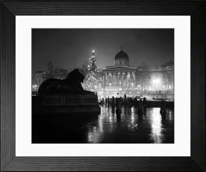 Framed Print : Christmas Tree in Trafalgar Square, London 1955 mpxmas03