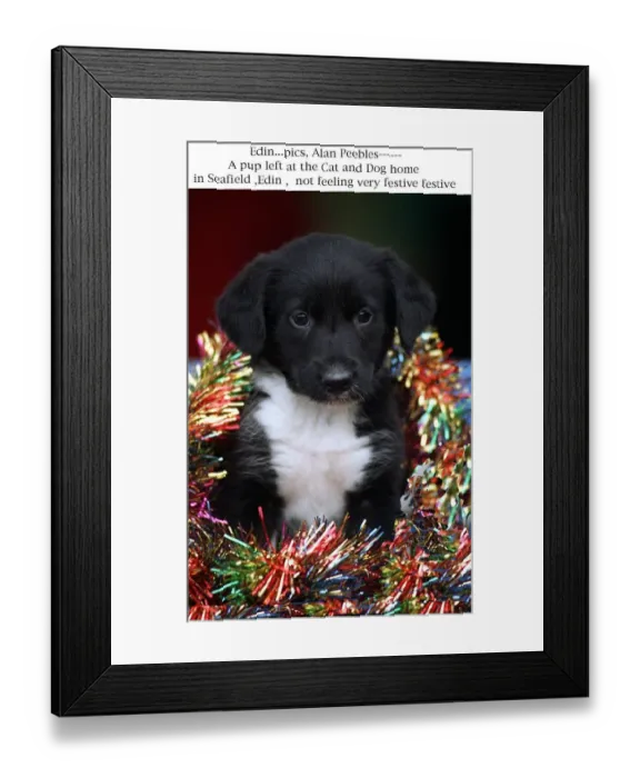 Framed Print : Puppy left at cat and dog home Seafield Edinburgh wearing Christmas tinsel Party Framed Print : Puppy left at cat and dog home Seafield Edinburgh wearing Christmas tinsel Party