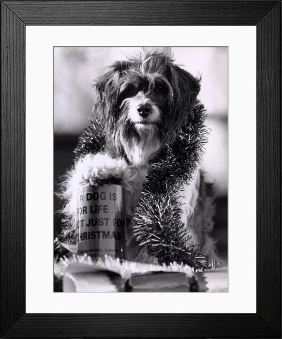 Framed Print : Pippin the dog with Christmas tinsel around his neck and a paw on a tin with the slogan
