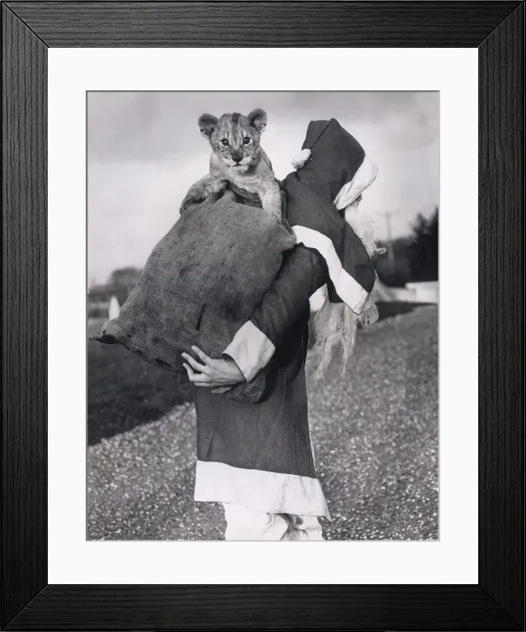 Framed Print : Santa with lion cub Polar 2 1  /  2 months old from the Benvarden Safari Park Co Antrim