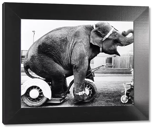 Unusual Pictures Elephant rides tricycle copying little toddler circa 1970s