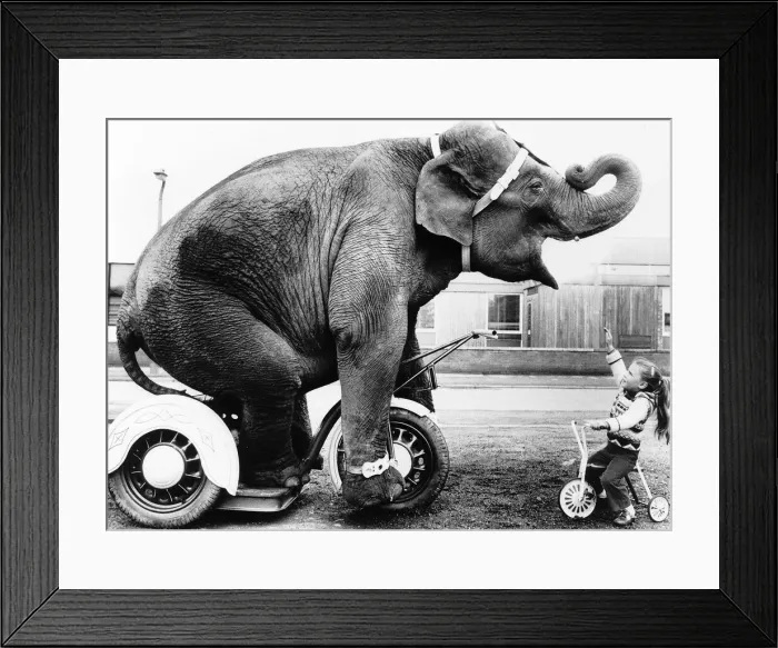 Framed Print : Unusual Pictures Elephant rides tricycle copying little toddler circa 1970s