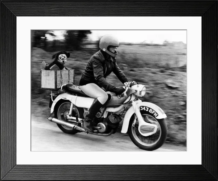 Framed Print : Sue Maddock 21 and her dog Moth who she transports around in the pillion box on her