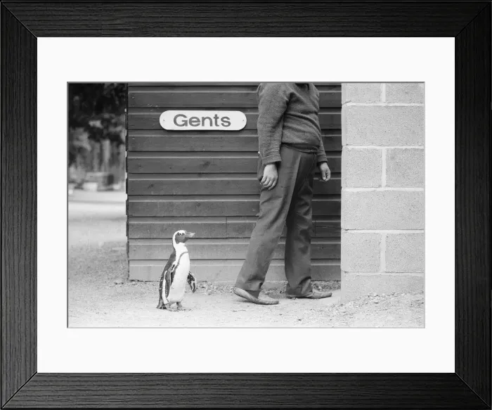 Framed Print : Percy the Penguin at Drayton Manor Park Zoo in Tamworth, Staffs September 1971 Framed Print : Percy the Penguin at Drayton Manor Park Zoo in Tamworth, Staffs September 1971