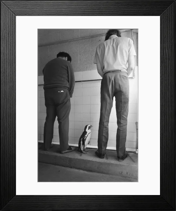 Framed Print : Percy the Penguin at Drayton Manor Park Zoo in Tamworth, Staffs September 1971 Framed Print : Percy the Penguin at Drayton Manor Park Zoo in Tamworth, Staffs September 1971