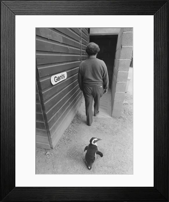 Framed Print : Percy the Penguin at Drayton Manor Park Zoo in Tamworth, Staffs September 1971 Framed Print : Percy the Penguin at Drayton Manor Park Zoo in Tamworth, Staffs September 1971