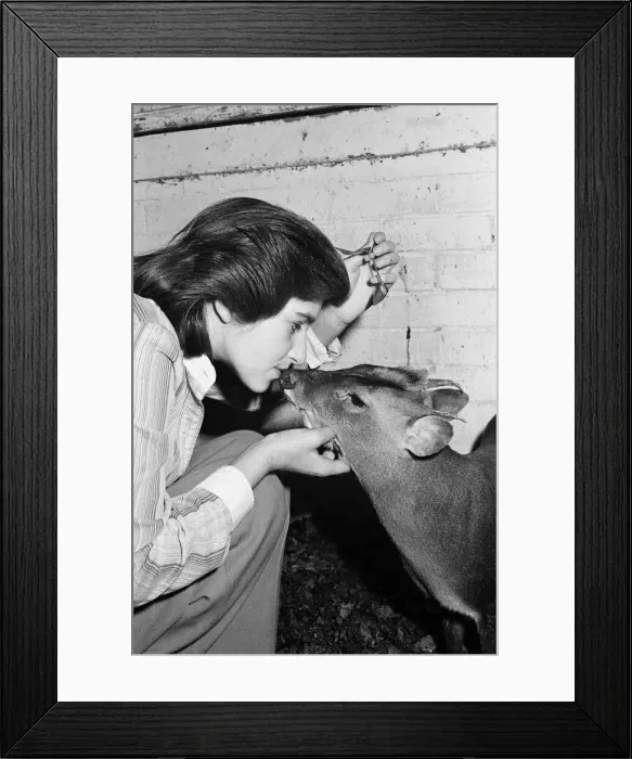 Framed Print : Exmouth Zoo closes down. The zoo was closed due to council orders regarding cramped Framed Print : Exmouth Zoo closes down. The zoo was closed due to council orders regarding cramped