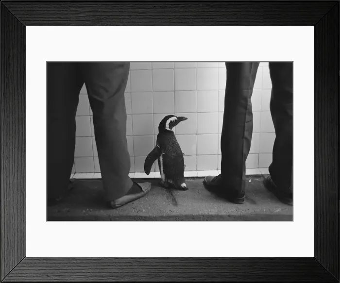 Framed Print : Percy the Penguin at Drayton Manor Park Zoo in Tamworth, Staffs September 1971 Framed Print : Percy the Penguin at Drayton Manor Park Zoo in Tamworth, Staffs September 1971