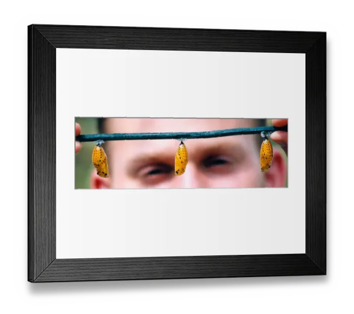 Framed Print : Some moth crysalis that are ready to hatch in March 1998