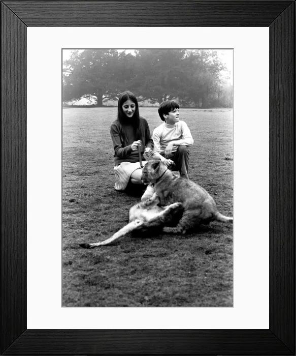Framed Print : Viscount Lambton and Lady Isabella with the lion cubs which are bound for the Lambton Framed Print : Viscount Lambton and Lady Isabella with the lion cubs which are bound for the Lambton