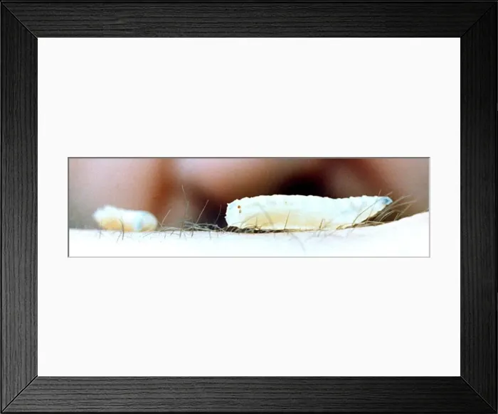 Framed Print : Giant maggots which are used by anglers in July 1993 Framed Print : Giant maggots which are used by anglers in July 1993