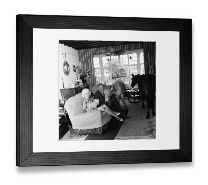 Framed Print : Donkey retirement home in Selsey, Sussex. John Lockwood who cares for 50 retired Framed Print : Donkey retirement home in Selsey, Sussex. John Lockwood who cares for 50 retired