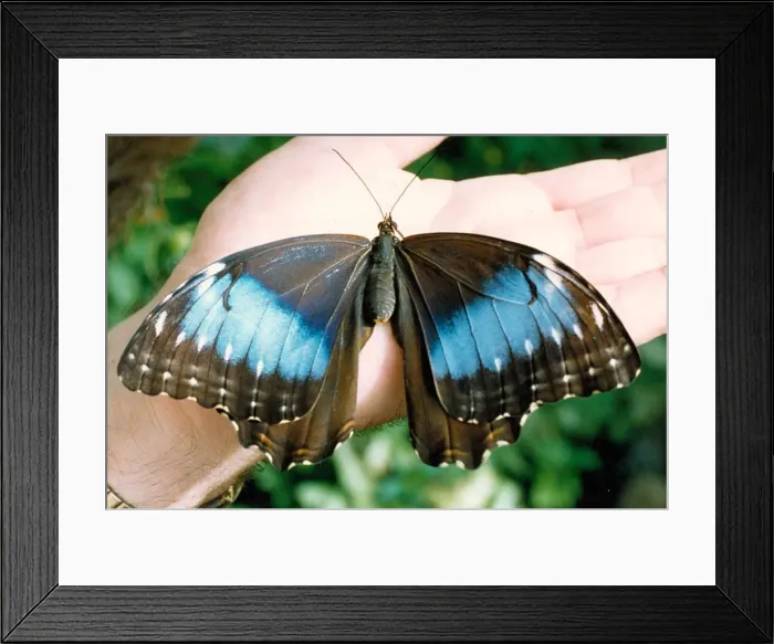 Framed Print : The Electric Morpho Peleides butterfly in August 1992 Framed Print : The Electric Morpho Peleides butterfly in August 1992