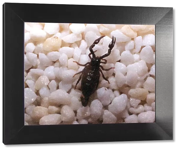 A baby scorpion in July 1994