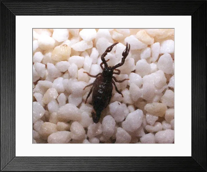 Framed Print : A baby scorpion in July 1994 Framed Print : A baby scorpion in July 1994