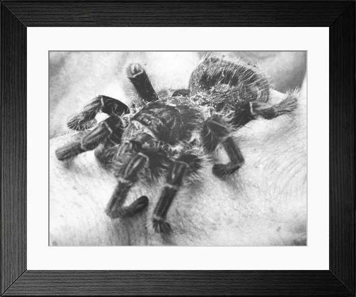Framed Print : This tarantula caused a scare in Whitley Bay in January 1991 when it was found by Framed Print : This tarantula caused a scare in Whitley Bay in January 1991 when it was found by