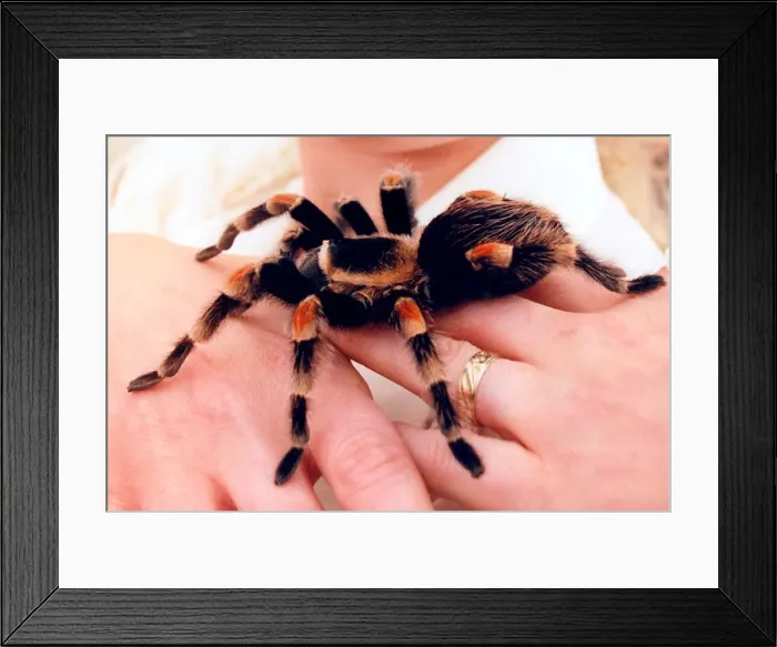 Framed Print : A red kneed tarantula in April 1995