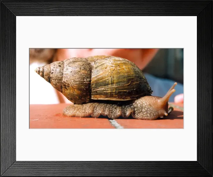 Framed Print : A larger than average snail in April 1995