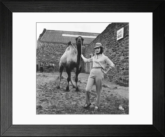 Framed Print : Chester Zoo. Fashion models pose with a camel. 20th July 1962 Framed Print : Chester Zoo. Fashion models pose with a camel. 20th July 1962