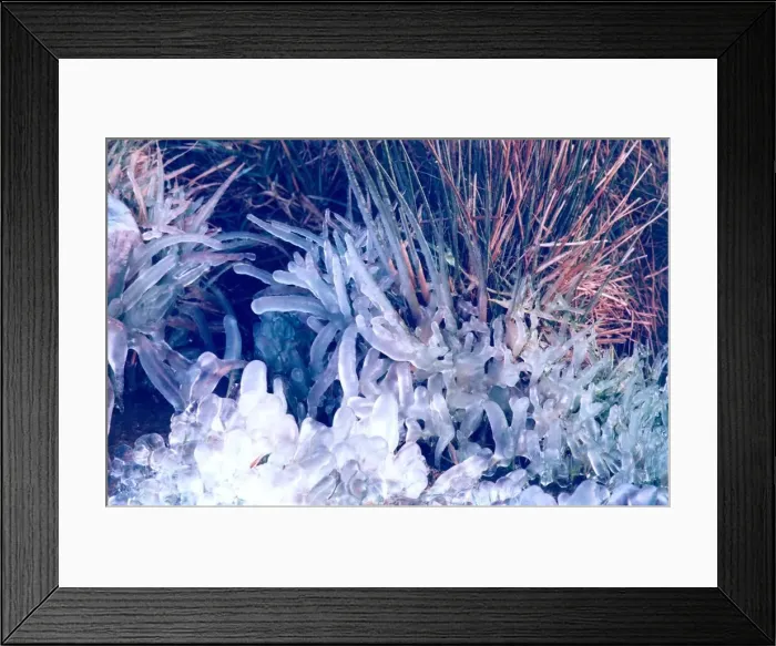 Framed Print : The ice has formed round single blades of grass which makes this look like a photograph Framed Print : The ice has formed round single blades of grass which makes this look like a photograph