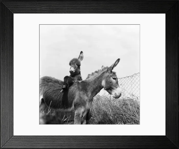 Framed Print : Donkey retirement home in Selsey, Sussex. John Lockwood who cares for 50 retired Framed Print : Donkey retirement home in Selsey, Sussex. John Lockwood who cares for 50 retired