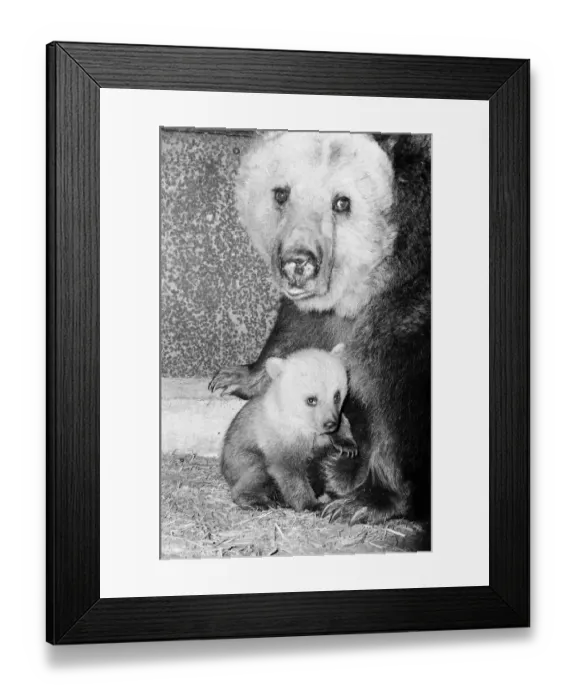 Framed Print : Dolly the brown bear recently gave birth to 4 cubs (January 1981 Framed Print : Dolly the brown bear recently gave birth to 4 cubs (January 1981