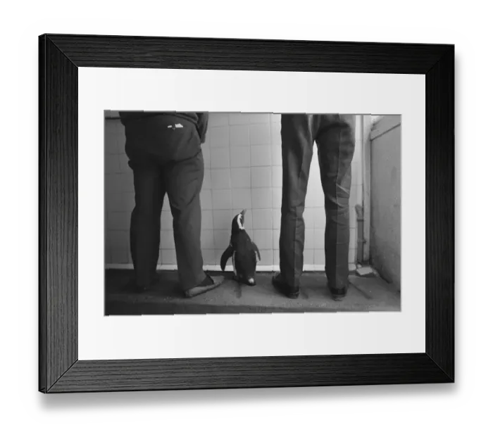 Framed Print : Percy the Penguin at Drayton Manor Park Zoo in Tamworth, Staffs September 1971 Framed Print : Percy the Penguin at Drayton Manor Park Zoo in Tamworth, Staffs September 1971