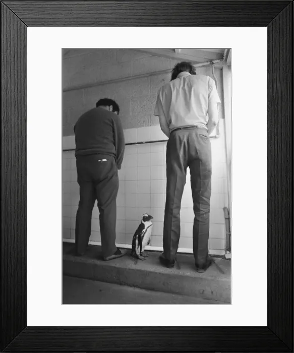 Framed Print : Percy the Penguin at Drayton Manor Park Zoo in Tamworth, Staffs September 1971 Framed Print : Percy the Penguin at Drayton Manor Park Zoo in Tamworth, Staffs September 1971