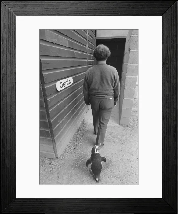 Framed Print : Percy the Penguin at Drayton Manor Park Zoo in Tamworth, Staffs September 1971 Framed Print : Percy the Penguin at Drayton Manor Park Zoo in Tamworth, Staffs September 1971