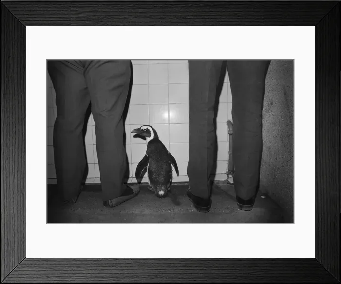 Framed Print : Percy the Penguin at Drayton Manor Park Zoo in Tamworth, Staffs September 1971 Framed Print : Percy the Penguin at Drayton Manor Park Zoo in Tamworth, Staffs September 1971