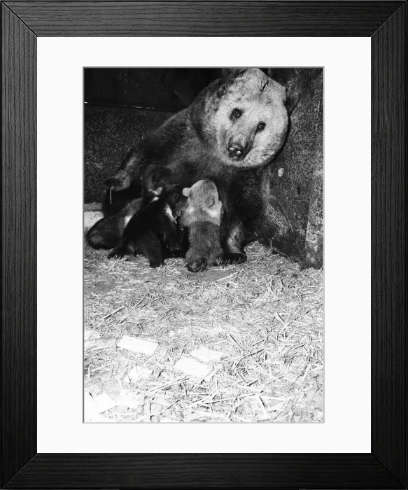 Framed Print : Dolly the brown bear recently gave birth to 4 cubs (January 1981 Framed Print : Dolly the brown bear recently gave birth to 4 cubs (January 1981