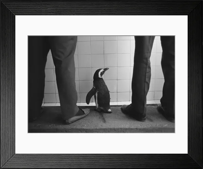 Framed Print : Percy the Penguin at Drayton Manor Park Zoo in Tamworth, Staffs September 1971