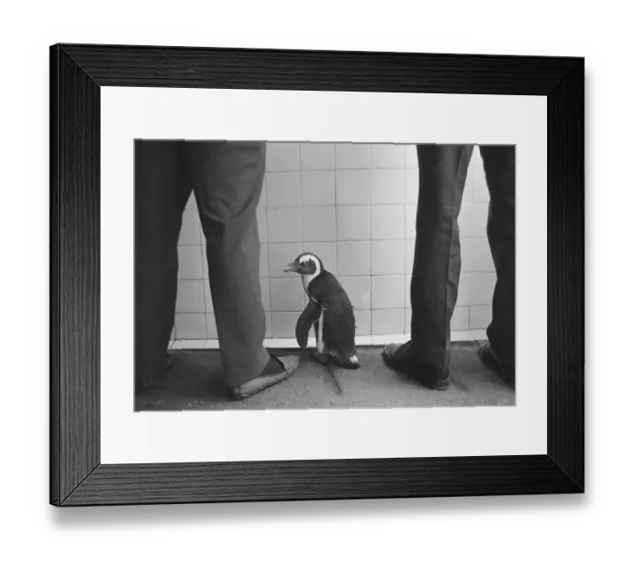 Framed Print : Percy the Penguin at Drayton Manor Park Zoo in Tamworth, Staffs September 1971
