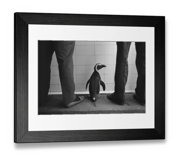 Framed Print : Percy the Penguin at Drayton Manor Park Zoo in Tamworth, Staffs September 1971 Framed Print : Percy the Penguin at Drayton Manor Park Zoo in Tamworth, Staffs September 1971