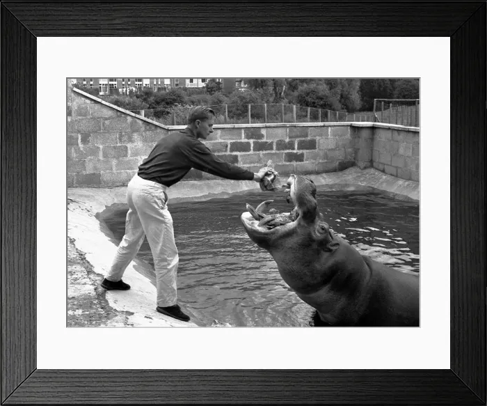 Framed Print : Harry the hippo being fed by a keeper at Coventry Zoo. 13th June 1966