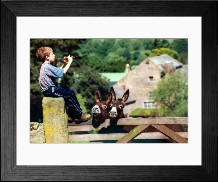Framed Print : Oliver Jackson, 11, from Hexham plays the penny whistle to the animals in June 1998