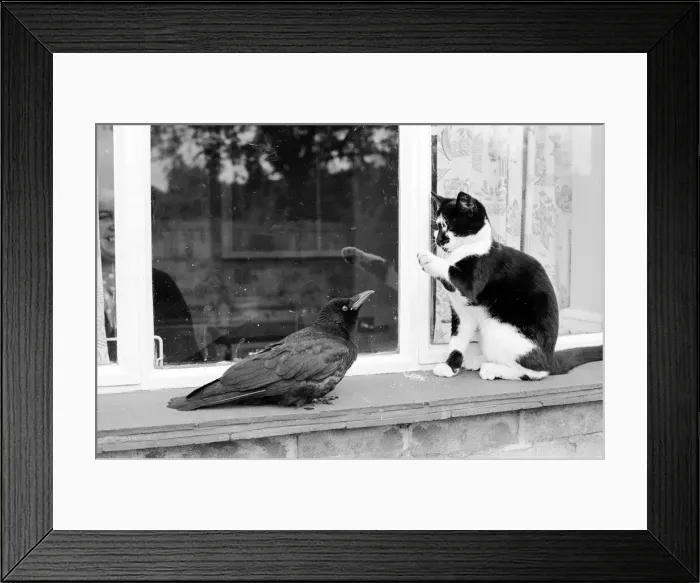 Framed Print : Pet crow and cat share a saucer of milk on a window ledge Framed Print : Pet crow and cat share a saucer of milk on a window ledge