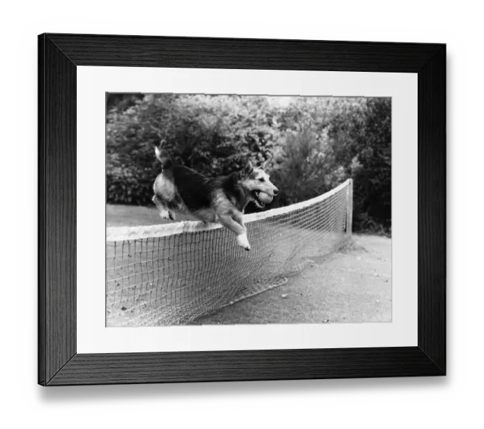 Framed Print : Old soldier Rats'the dog who leapt to fame in Northern Ireland when he served
