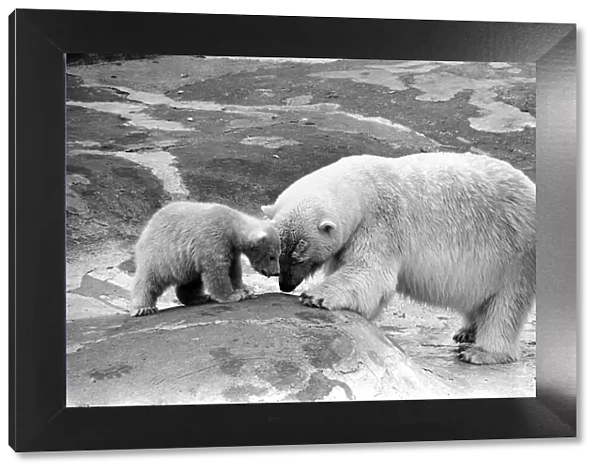 'Patu'Baby: Polar Bear and parent. April 1977 S77-2070